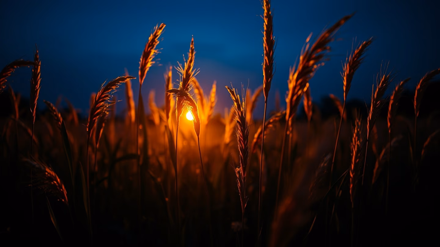 A field of swaying reeds at twilight, the stalks glowing with a golden light, silhouettes against a deep indigo dusk sky.